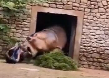 Hipopótamo ataca cuidador em zoológico e imagens viralizam