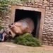 Hipopótamo ataca cuidador em zoológico e imagens viralizam