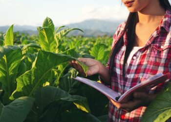 UENP divulga edital de bolsa de pós-doutorado em Agronomia