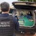 Paraná: Motoristas são presos por transportar quase 1,5 tonelada de maconha na BR-376
