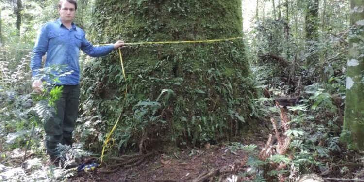 Professor da UFSC é coordenador de projeto que mede maiores árvores (Foto: Marcelo C. Scipioni)