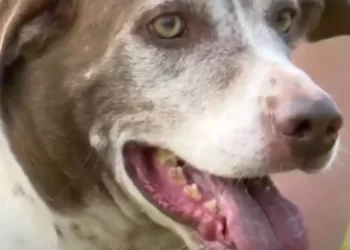 Justiça nega indenização e pensão para cães vítimas de maus-tratos, no PR