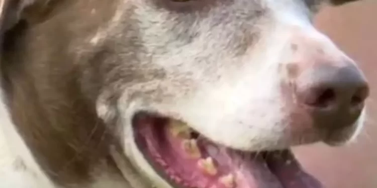 São os primeiros cachorros que participam de um processo judicial - (Foto: rede social