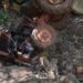 Trator tomba e homem fica preso em barranco em Bandeirantes