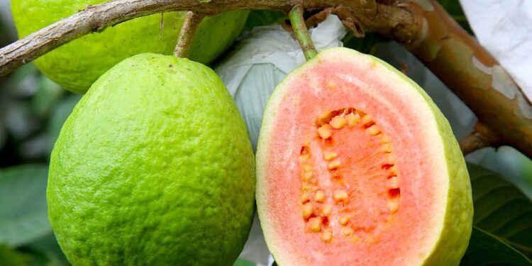 Doce e resistente, goiaba projeta Carlópolis com cultivo inovador e união de produtores
Foto: Jaelson Lucas/Arquivo AEN