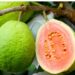 Doce e resistente, goiaba projeta Carlópolis com cultivo inovador e união de produtores