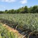 Norte Pioneiro é destaque no V Simpósio Paranaense de Fruticultura