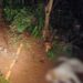Paraná: Cães morrem eletrocutados após vizinho instalar cerca elétrica entre terrenos