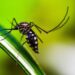 Saúde confirma 431 novos casos de dengue no Paraná; informe não registra óbitos