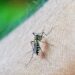 Mudanças climáticas podem agravar quadro de doenças como dengue e zika