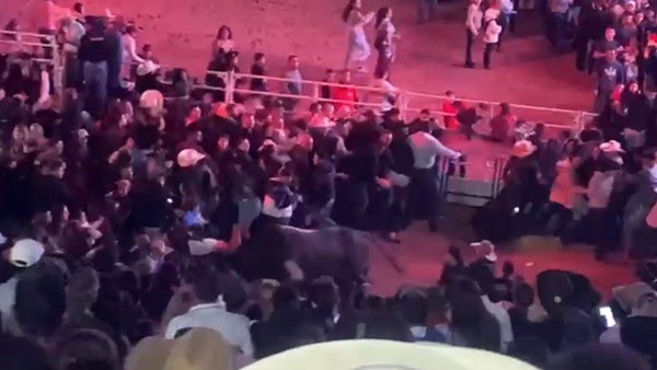 Touro acabou ferindo pessoas que aguardavam o show de Ana Castela na Emapa, em Avaré (SP) — Foto: Reprodução