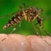 Óbito em Cornélio Procópio reforça alerta para dengue no Paraná