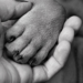 Cachorra morre em acidente com batida frontal em rodovia do Paraná