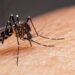 Dengue mata mulher de 37 anos de Siqueira Campos