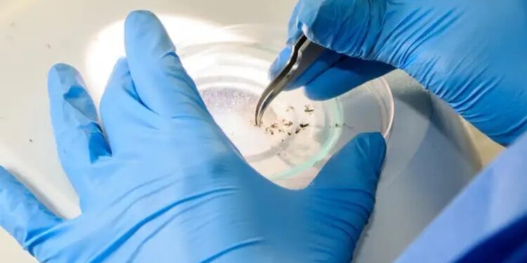 Número de casos de dengue no Paraná teve explosão com relação a 2023 (Foto: Flavio Carvalho/WMP Brasil/Fiocruz)