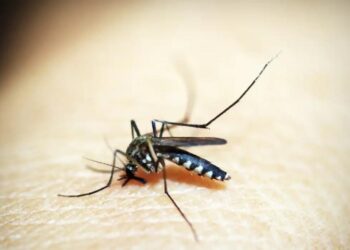 Ministério define esta semana calendário de vacinação contra dengue