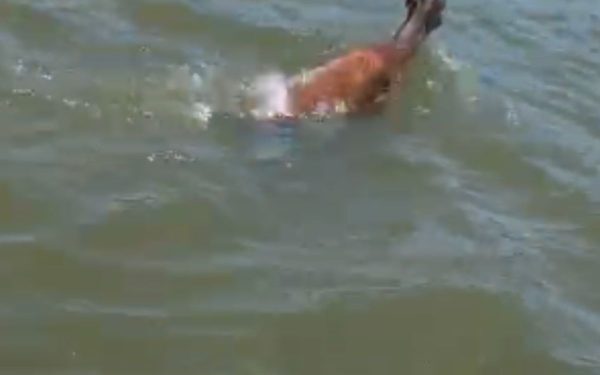 Os vídeos divulgados nas redes sociais revelam o animal tentando escapar enquanto o caçador o persegue em um jet ski. (Foto: Reprodução vídeo)