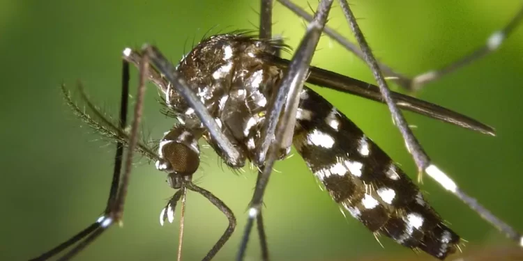 Cidade já registrou 601 casos de dengue (Foto: Pexels)