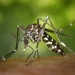 Paraná: Toledo decreta situação de emergência por conta da dengue