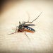 Casos de dengue aumentam 22% em uma Semana; Jacarezinho concentra 70% do total