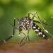 Boletim da dengue traz números recordes no Paraná: 15 mil novos casos e 14 mortes