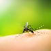 Boletim confirma mais três mortes por dengue no norte do Paraná