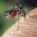 Boletim confirma mais 31 mortes por dengue no Paraná