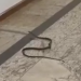 Cobra é flagrada em corredor de universidade particular no PR
