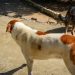 Nova fase do CastraPet vai atender mais de 30 mil cães e gatos em 165 cidades do Paraná
