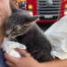 Paraná: Gato sobrevive após cair de hotel que pegou fogo em Curitiba “Assista o vídeo”