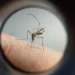 Informe da Secretaria da Saúde registra 38.468 novos casos de dengue e mais 26 óbitos