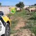 Norte Pioneiro: Cavalo solto na pista causa acidente fatal em Conselheiro Mairinck