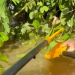 Idoso agarrado em árvore é salvo por bombeiros do Paraná no Rio Grande do Sul “Assista o vídeo”