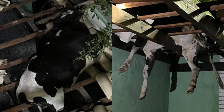 Após o resgate, a vaca não ficou ferida e logo se juntou com outros bovinos que estavam na região. (Foto: Divulgação/ CBMSC)