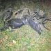 Motorista embriagado causa acidente na PR-218 em Carlópolis