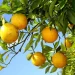 UENP abre 25 vagas para curso de fruticultura em Santo Antônio da Platina