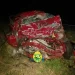 Norte Pioneiro: Motorista morre em colisão frontal após atropelar animal silvestre na PR-092