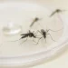 Paraná encerra período epidemiológico 23/24 da dengue com 595 mil casos
