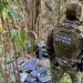 Combate ao tráfico: apreensões de maconha e cocaína crescem no Paraná no 1º semestre
