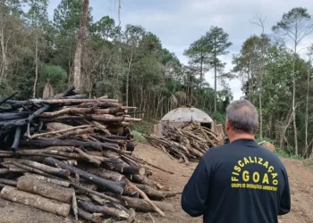 IAT intensifica fiscalização contra desmatamento ilegal na região Central do Estado
