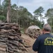 IAT intensifica fiscalização contra desmatamento ilegal na região Central do Estado