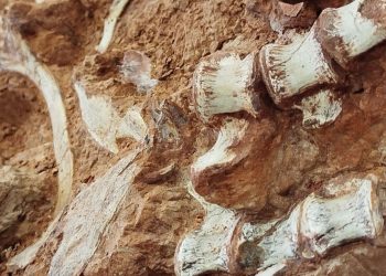Pesquisadores encontram fóssil de dinossauro após chuvas no RS