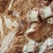 Pesquisadores encontram fóssil de dinossauro após chuvas no RS