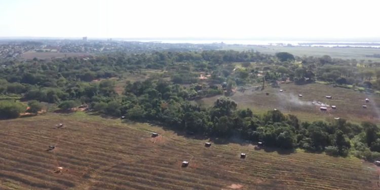 Cerca de cinco áreas estão sendo ocupadas pelos indígenas (Foto: Colaboração)