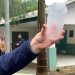 Método Wolbachia: mosquitos são soltos para evitar a transmissão de dengue no PR