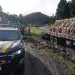 Paraná: Motorista morre após bater em caminhão parado no canteiro central na BR-116