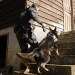 Detecção de drogas, armas e até explosivos: núcleo de cães da PCPR completa 13 anos