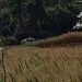 Homem é encontrado carbonizado em mata no norte do Paraná