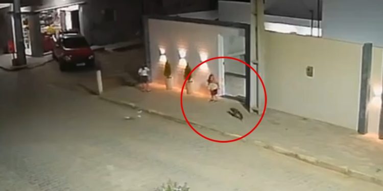 A raposa aparentemente fica desacordada após receber alguns chutes (Foto: X/@AlertaMundo