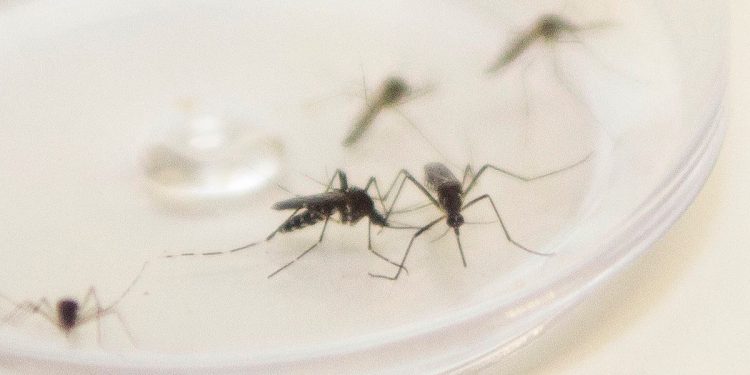 Não há notificação de zika vírus (Foto: Pedro Ribas/ Arquivo AEN)